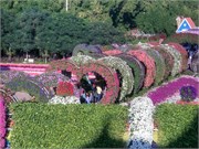 034-Miracle_Garden_Dubai