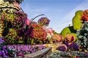 043-Miracle_Garden_Dubai