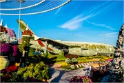 049-Miracle_Garden_Dubai