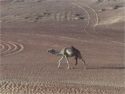 006-Desert_Dubai