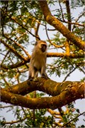 005-LakeMburo