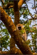 006-LakeMburo