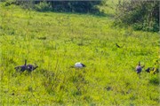 007-LakeMburo