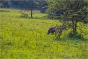 008-LakeMburo