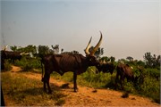 009-LakeMburo