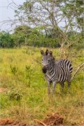 013-LakeMburo
