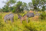 016-LakeMburo