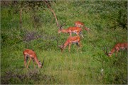017-LakeMburo