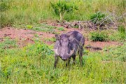 019-LakeMburo