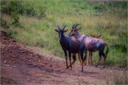 020-LakeMburo