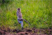 025-LakeMburo