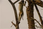 027-LakeMburo