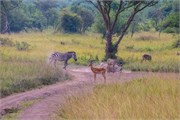031-LakeMburo