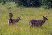 033-LakeMburo