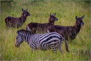 034-LakeMburo