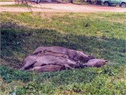 039-LakeMburo