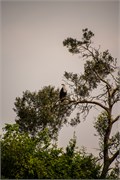 047-LakeMburo