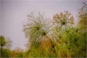 050-LakeMburo