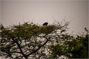 062-LakeMburo