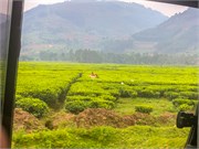 037-Drive2Bwindi