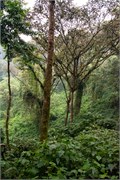 007-Bwindi