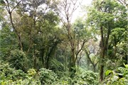 009-Bwindi