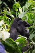024-Bwindi
