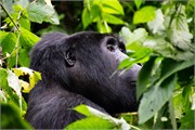 025-Bwindi