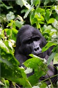 026-Bwindi
