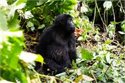 029-Bwindi