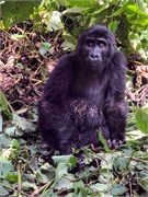 031-Bwindi