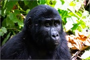 032-Bwindi