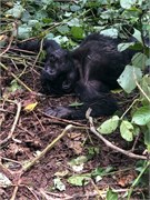 035-Bwindi