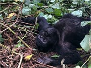 036-Bwindi