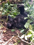 038-Bwindi