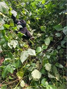 041-Bwindi