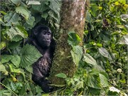 043-Bwindi