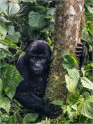 045-Bwindi