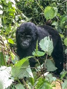 049-Bwindi