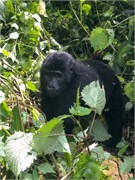 050-Bwindi