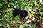 054-Bwindi