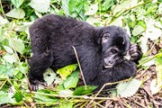 055-Bwindi