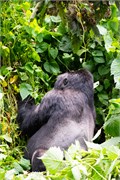 060-Bwindi
