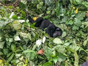 062-Bwindi