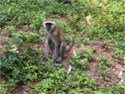 006-LilongweWildlifeCntr