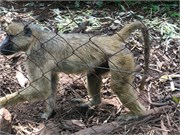 009-LilongweWildlifeCntr