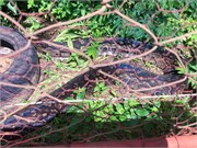012-LilongweWildlifeCntr