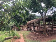 008-MzuzuFarm