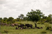012-KrugerOrpenGate