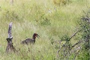 019-KrugerOrpenGate